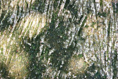 İnce taneli doğal ağaç dokusu..