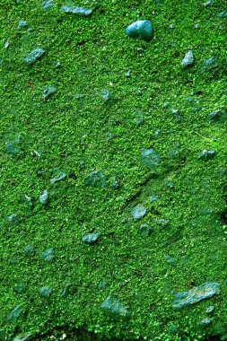 Yeşil çimen dokusu. Çimen üstü görünümü.