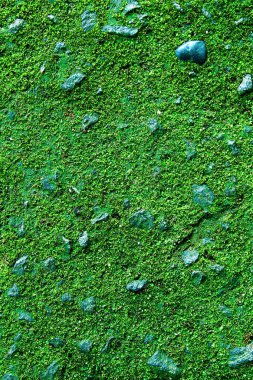 Yeşil çimen dokusu. Çimen üstü görünümü.