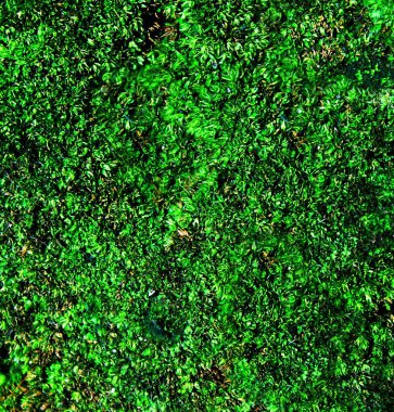 Yeşil çimen dokusu. Çimen üstü görünümü.