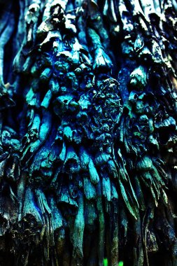 İnce taneli doğal ağaç dokusu..