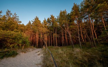 Yazın gün batımında Kuzey Denizi kıyısında bir çam korusu..