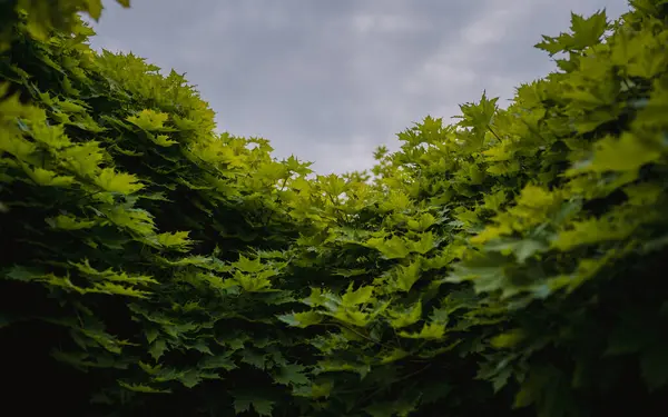 Bulutlu bir günde yeşil akçaağaç yaprakları gökyüzüne karşı