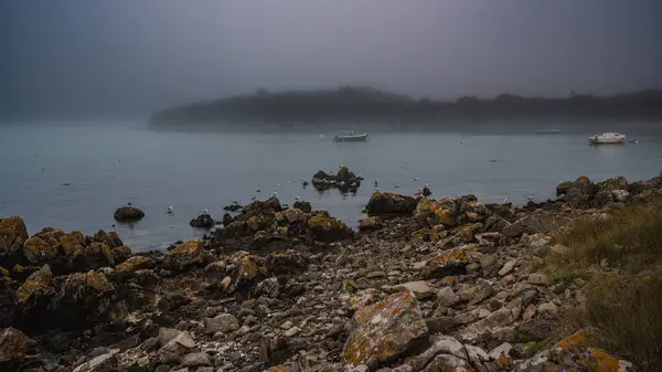 Sisli bir körfezin kıyısında kayalıklarda oturan martılar.