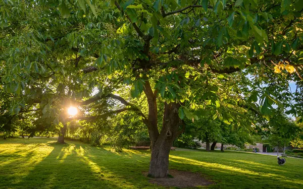 Vyehrad Park, Prag 'daki Güneş Işığı Ağacı