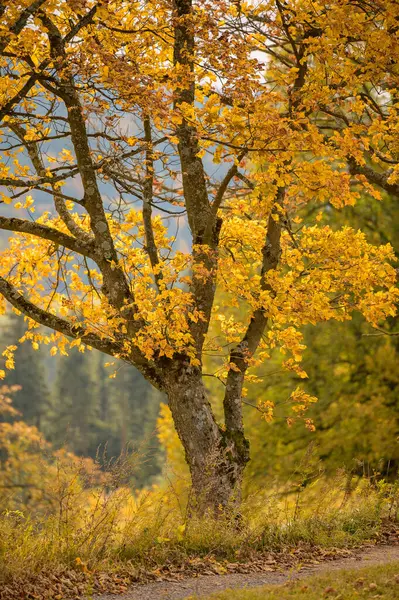 Parlak sarı sonbahar yapraklarıyla süslenmiş bir ağaç dalının güzel yakın çekimi sonbaharın özünü yakalıyor..