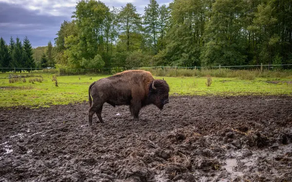 Bizon arka planda ormanlarla çamurda otluyor.
