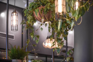Bir restoranın tavanından sarkan bitkilerle ve kolye ışıklarıyla dolu bir raf.