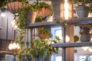 Bir restoranın tavanından sarkan bitkilerle ve kolye ışıklarıyla dolu bir raf.