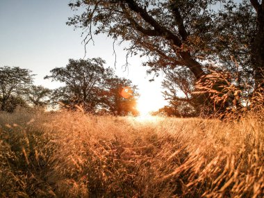 Vahşi doğada günbatımı