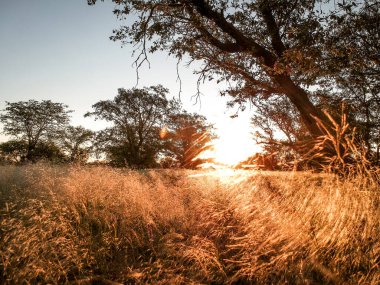Vahşi doğada günbatımı