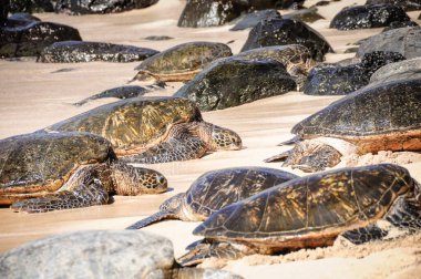 Dev kaplumbağa sahile iniyor ve kuruyor.