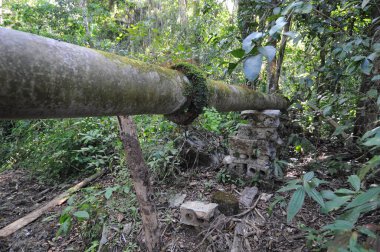 Yeşil ormandan geçen boru hattı.