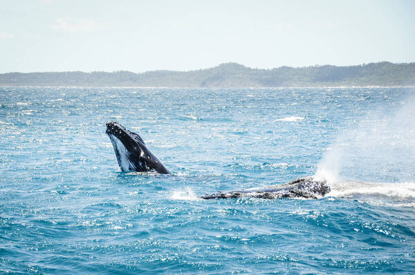 Australiana Jorobada Madre Enseña Bebé Ballena Saltar Fuera Del Agua — Foto de Stock