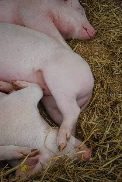 可爱的新生小猪躺在里面 — 图库照片#