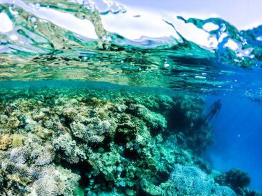 Marsa Alam Mısırdaki bir mercan resifinde şnorkelle yüzmek