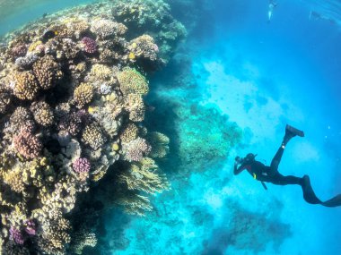 Marsa Alam Mısırdaki bir mercan resifinde şnorkelle yüzmek