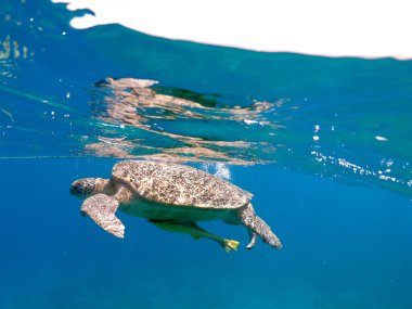 Marsa Alam Mısırdaki bir mercan resifinde kaplumbağalarla şnorkelle yüzmek.