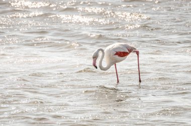 Walvis Bay, namibya 'da pembe bir Flamingo' ya yakın durun.