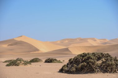 Namibya 'da mavi gökyüzünün altında büyük kum tepeleri