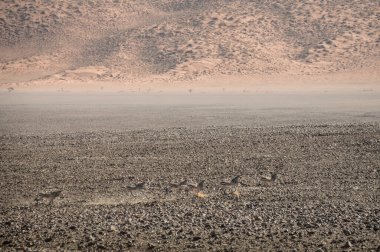 Dağ zebraları kayaların ve taşların üzerinde koşuyor.