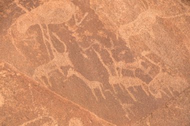 Twyfelfontein, damaraland, namibya 'daki kırmızı bir kayaya tarih öncesi bushmen gravürleri