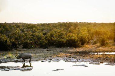 Etosha Ulusal Parkı 'ndaki bir su birikintisinde vahşi gergedan.