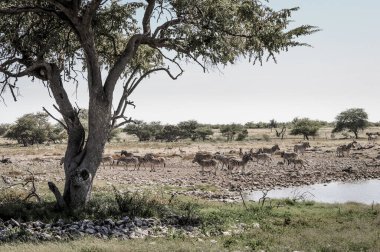 Etosha Ulusal Parkı 'ndaki su birikintisinde vahşi zebralar.