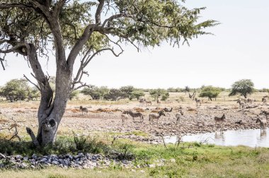 Etosha Ulusal Parkı 'ndaki su birikintisinde vahşi zebralar.
