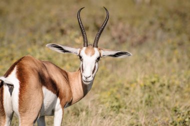 Etosha Milli Parkı 'nda vahşi yay böcekleri otluyor