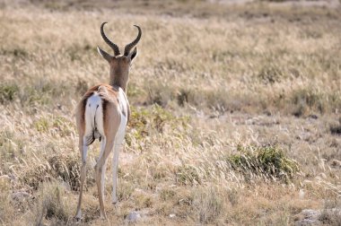 Etosha Milli Parkı 'nda vahşi yay böcekleri otluyor