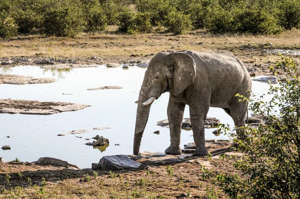 wild elephant at a water hole in Etosha National Park