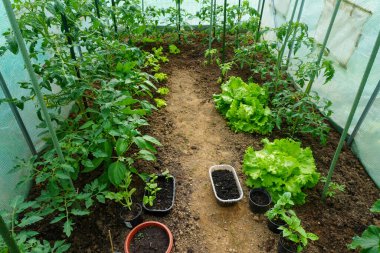 Güzel bir ev bahçesi, çeşitli meyve ve sebzeler.