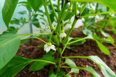 Güzel bir ev bahçesi, çeşitli meyve ve sebzeler.
