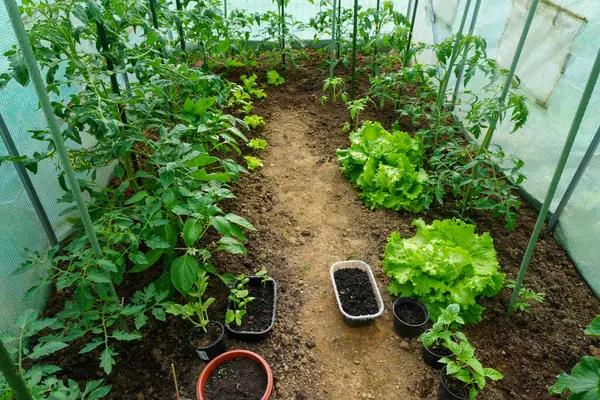 Güzel bir ev bahçesi, çeşitli meyve ve sebzeler.