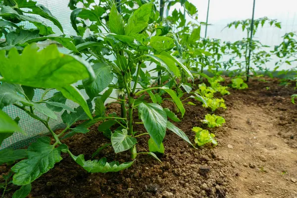 Güzel bir ev bahçesi, çeşitli meyve ve sebzeler.