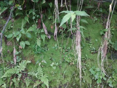 Uçurumlarda yaşayan yeşil yosun bitkileri, duvarlarda yetişen yosunlar. Ağaçlarda büyüyen yosun.