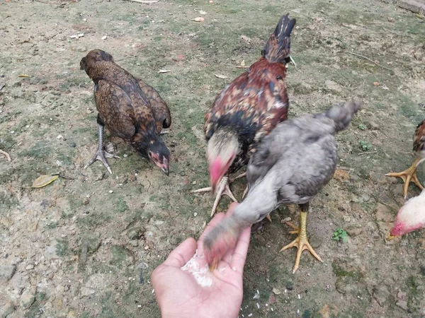 Ev ihtiyaçları için arka bahçede yetiştirilen tavuklar ya da yerel tavuklar. Yumurta ve eti al.