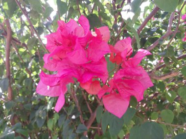 Bahçede pembe begonviller var.