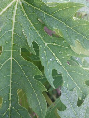 Küçük papaya bitkilerinin yeşil yaprakları vardır. Taze yeşil yaprakların yakın çekimi. Taze yeşil yaprakların yakın çekimi