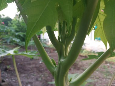 Küçük papaya bitkilerinin yeşil yaprakları vardır. Taze yeşil yaprakların yakın çekimi. Taze yeşil yaprakların yakın çekimi