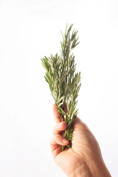Kadın eli beyaz arka planda taze biberiye. Alternatif tıp. Endobiyojenik, tıbba yeni bakış.