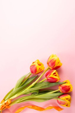 Pembe arka planda sarı laleler, üst manzara, tebrik kartı, uluslararası kadınlar günü, bahar buketi.