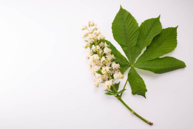 Beyaz arkaplanda kestane çiçeği.