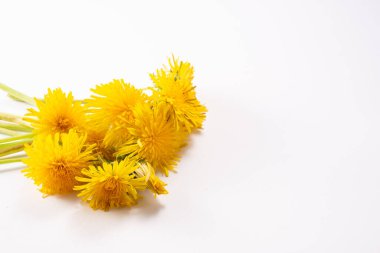 Beyaz arka planda karahindiba çiçekleri. Tebrik kartı. Kapat..