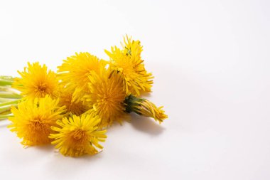 Beyaz arka planda karahindiba çiçekleri. Tebrik kartı. Kapat..