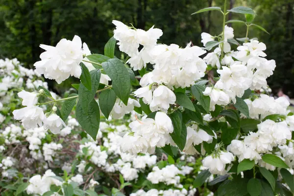  Yeşil yapraklı yasemin çiçeği. Doğa geçmişi. Yüksek kalite fotoğraf