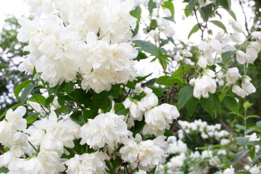  Yeşil yapraklı yasemin çiçeği. Doğa geçmişi. Yüksek kalite fotoğraf