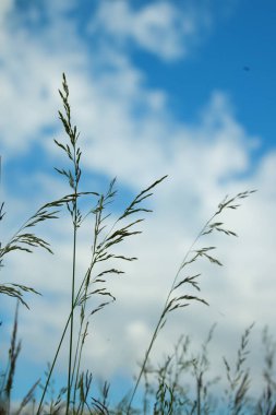 Yaz döneminde sedges. Yüksek kalite fotoğraf