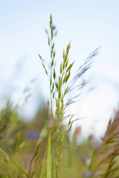 Stock image Sedges during the summer period. High quality photo